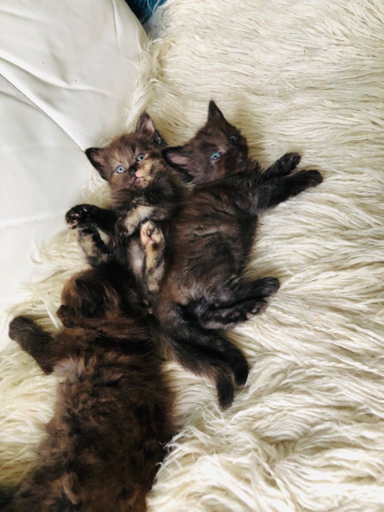 KITTENS FROM A RAGDOLL MOTHER 