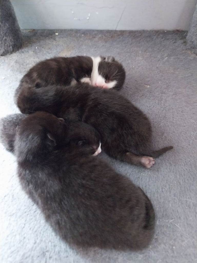 3 Beautiful Kittens