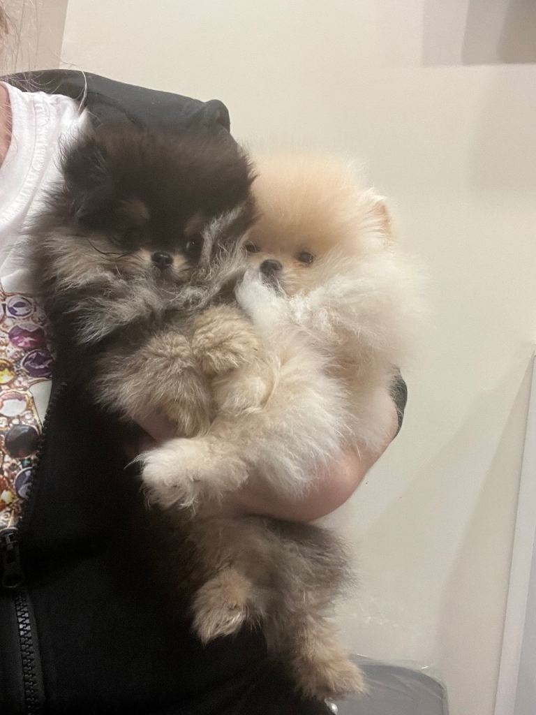 Pomeranian puppy’s 