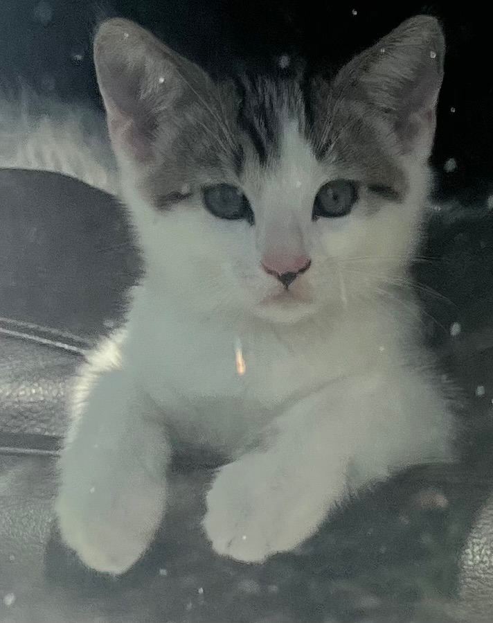 *** Only One Kitten Available ***