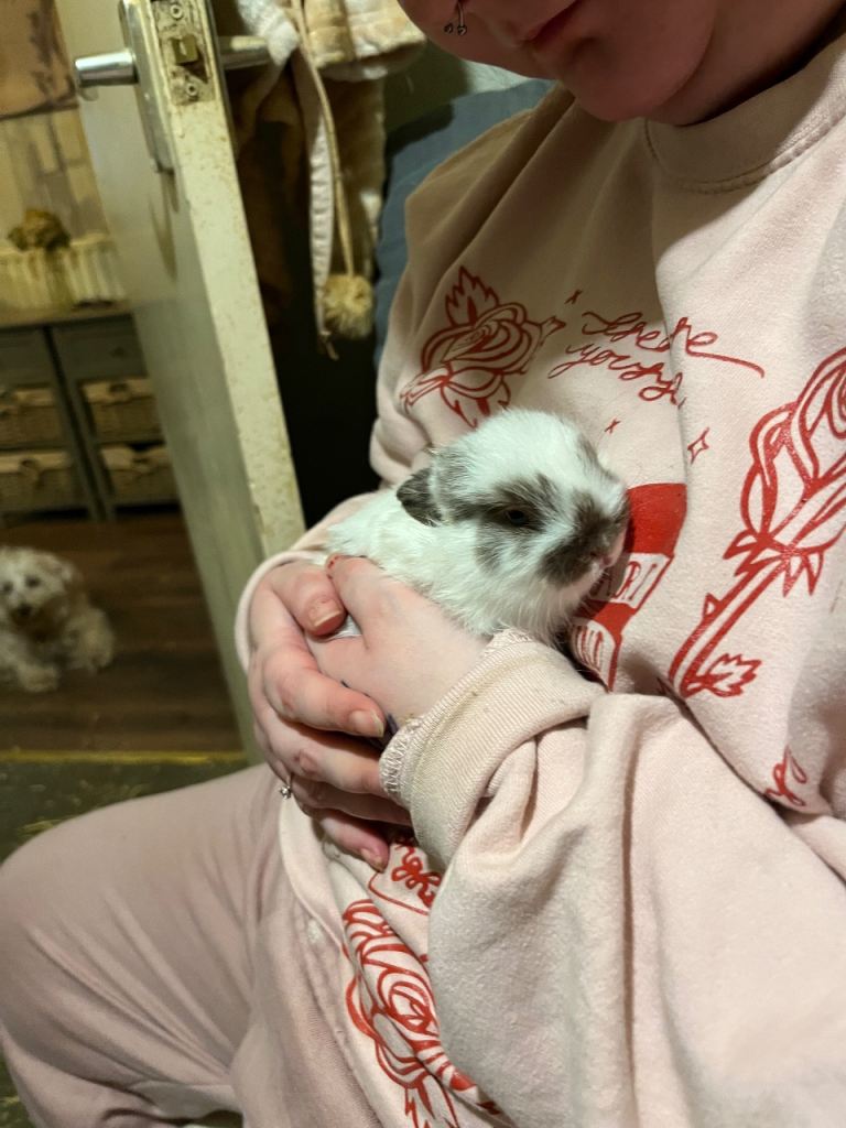 Netherland Dwarf / Minilop