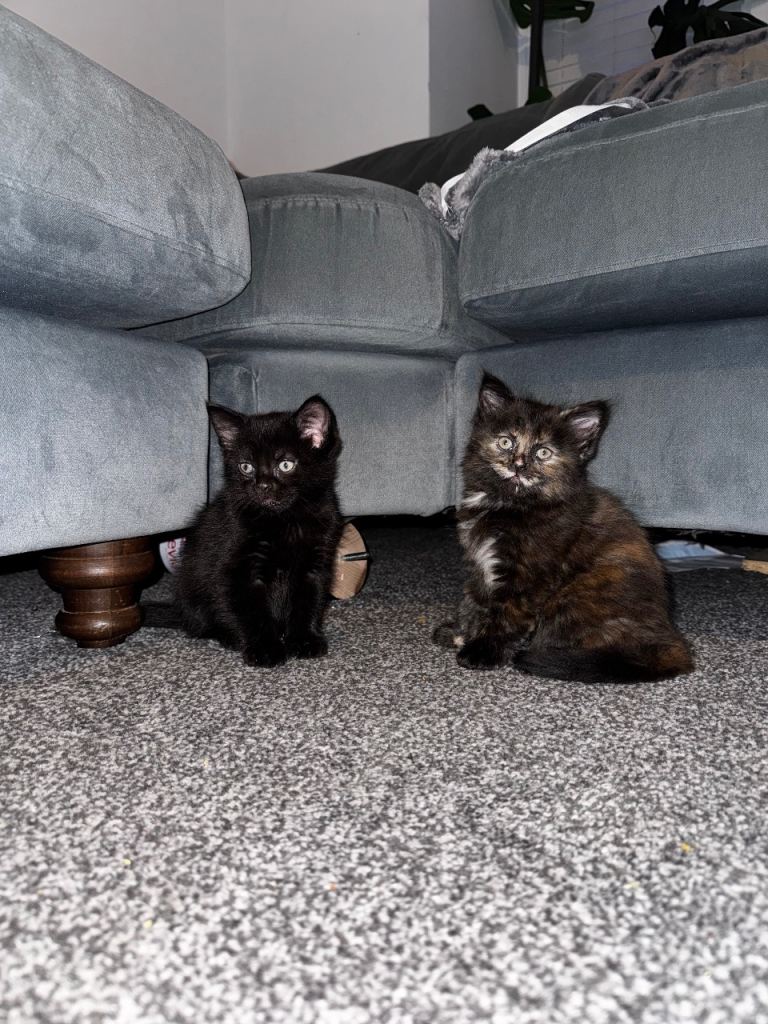 black and tortoise shell kittens 