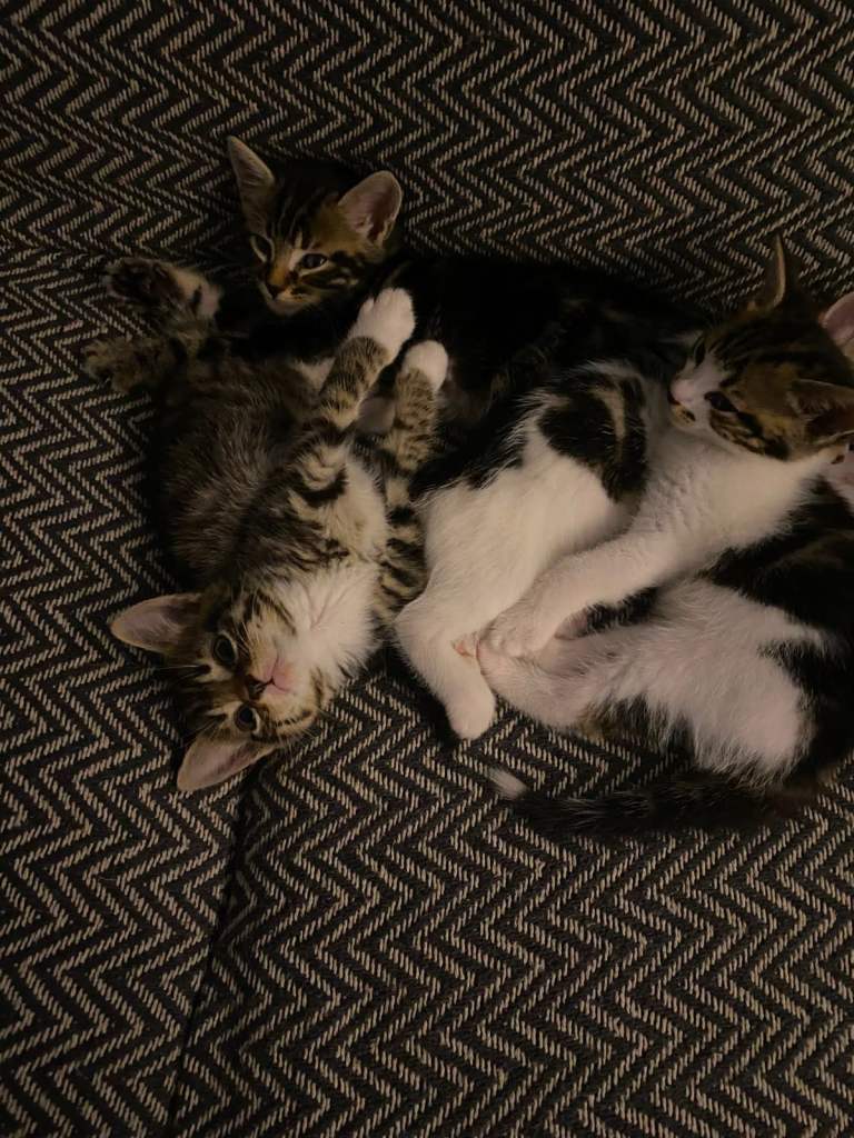 4x 8 WEEK OLD KITTENS FOR SALE