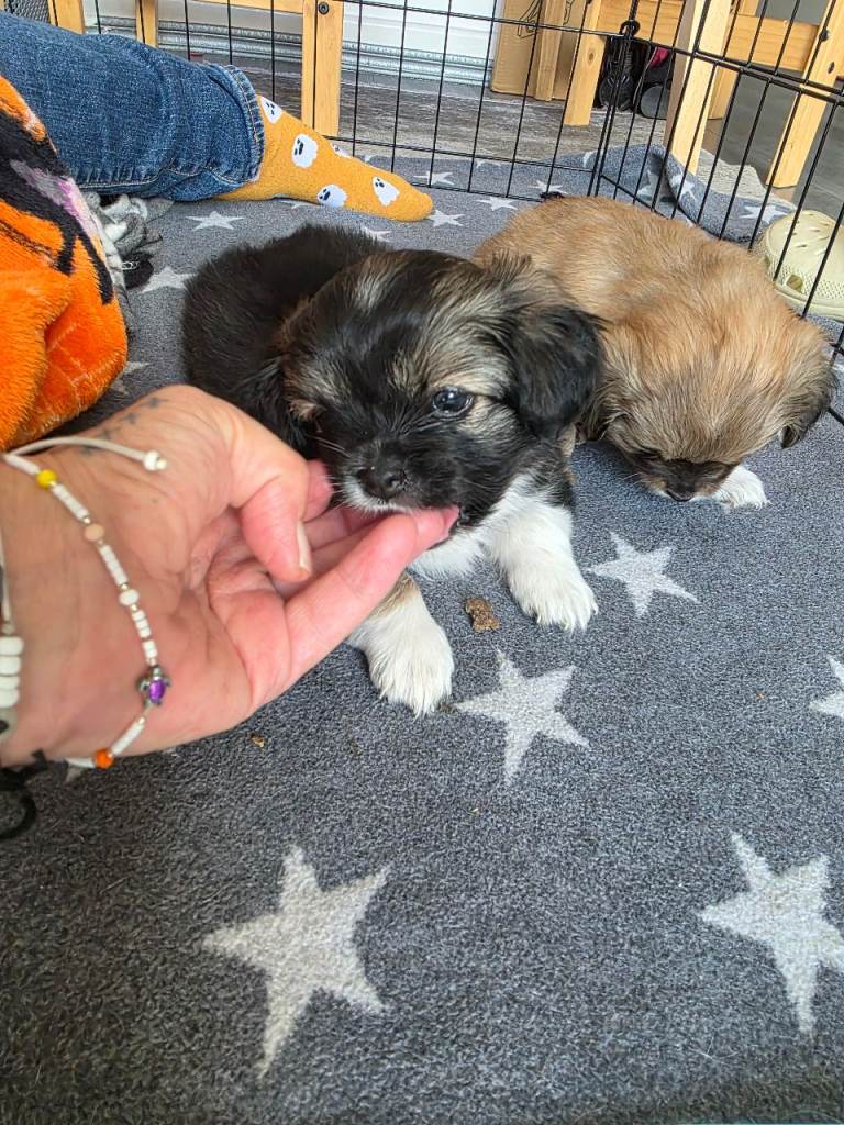 Puppys