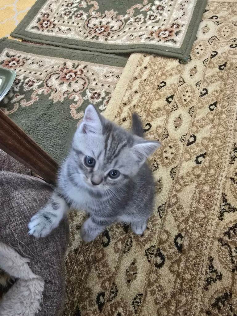 Kitten 2 boy 1 girlls