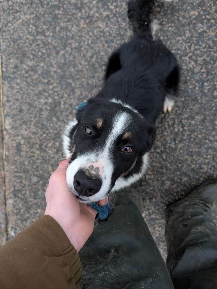 Border collie male