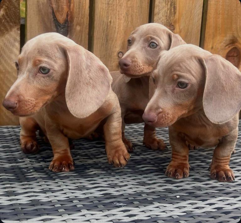 REDUCED 3 boys miniature Dachshunds