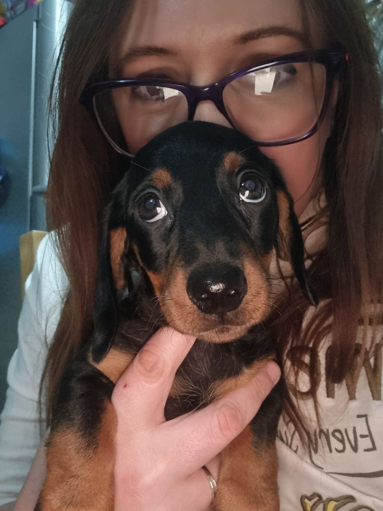 ****All now sold *** miniature dachshunds left for sale. 