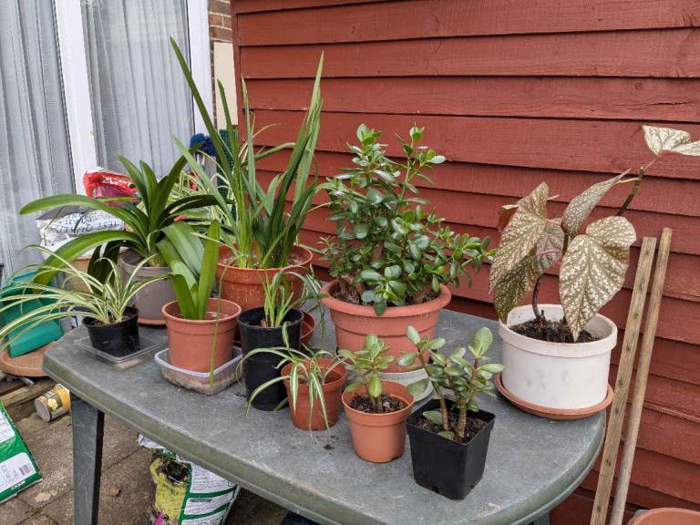 Mixed plants
