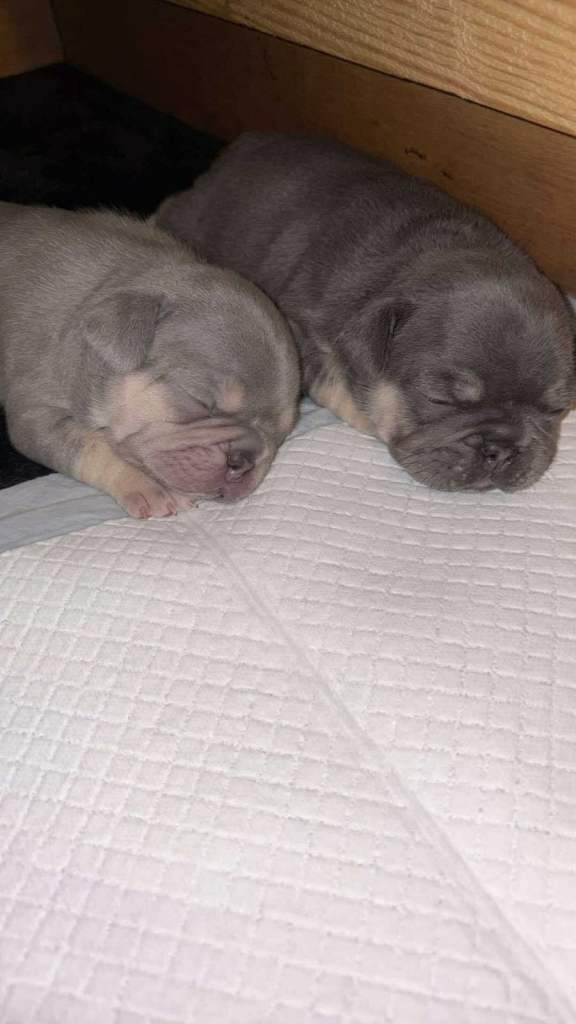 Beautiful French bulldog pups frenchies (new photos added) 