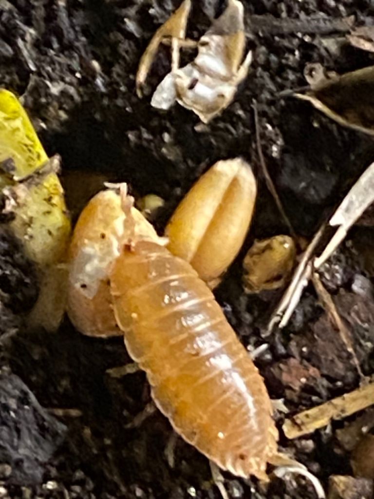Live Giant Orange Isopod, Porcellio laevis. – clean up crew Bioactive x 20