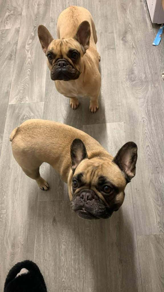 Beautiful Bonded Pair of French Bulldog Girls