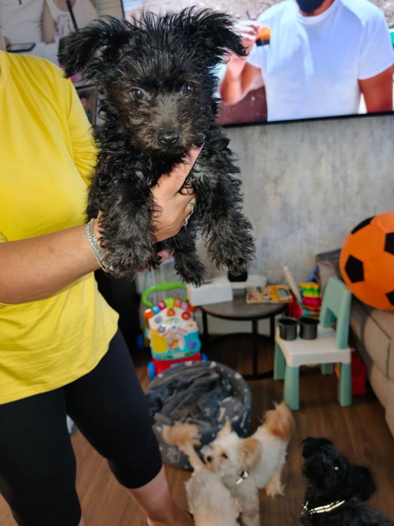 Puppy Yorkshire terrier 