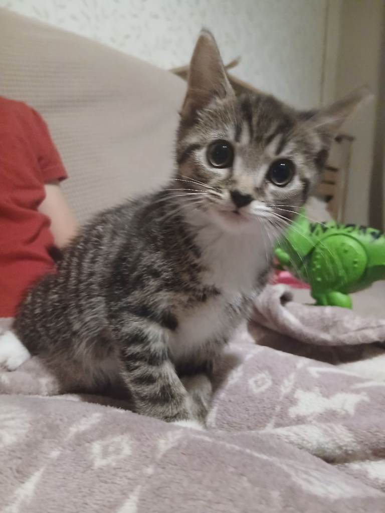 8 weeks girl kittens