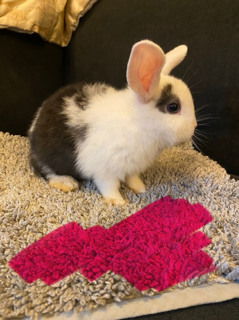 Beautiful baby rabbits 