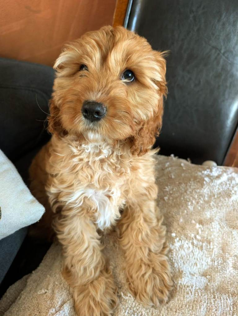 Cockapoo and Cavalier King Charles Spaniel mix