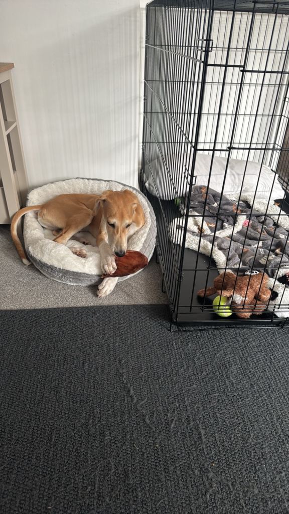 14week old lurcher 