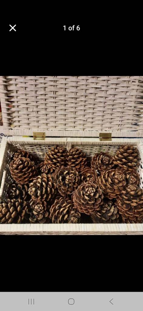 Pine cones 