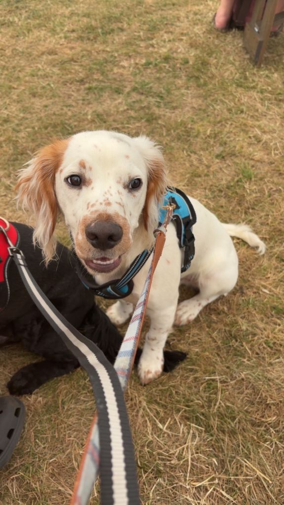 Cocker spaniel 7 months 