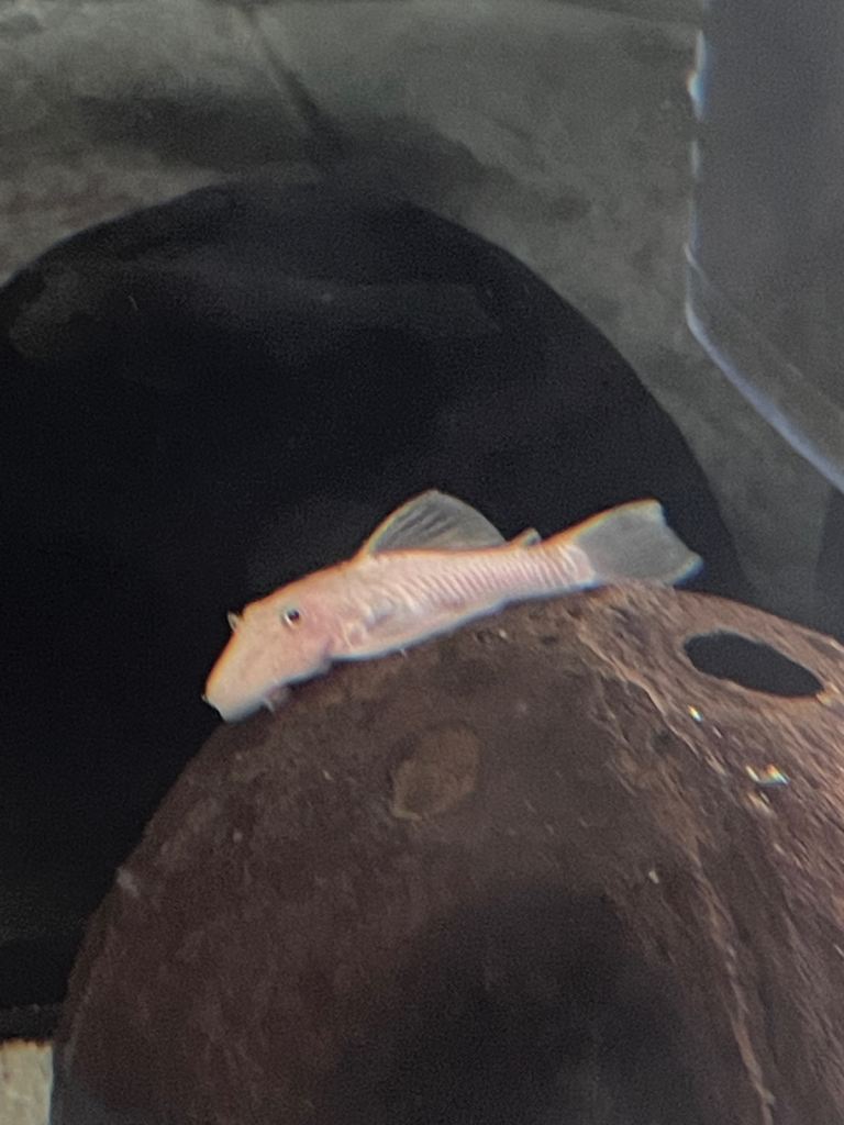 Snow White pleco fish tropical