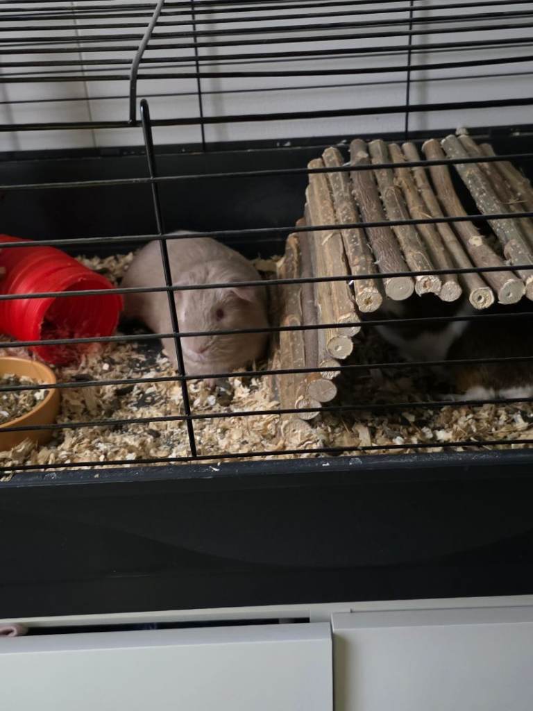 Guinea pigs