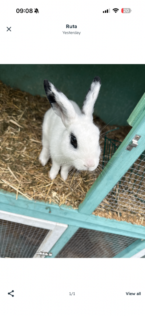 Rabbit white 