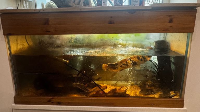 Tank + 1 fish + 1 crawling catfish