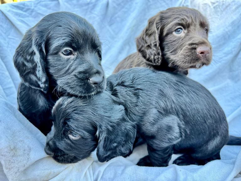 Cocker spaniel puppies 