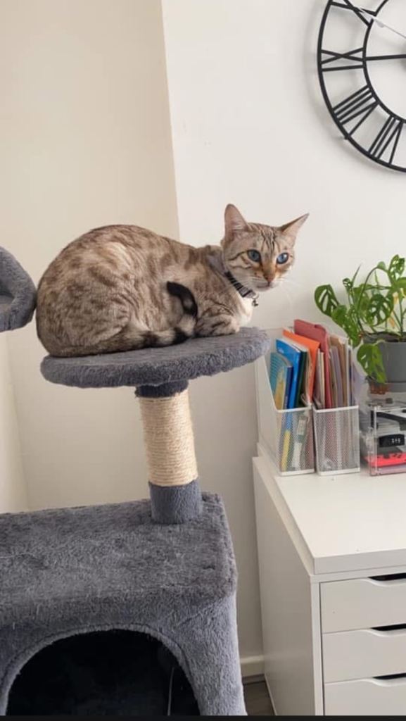 Beautiful Bengal cat for sale 