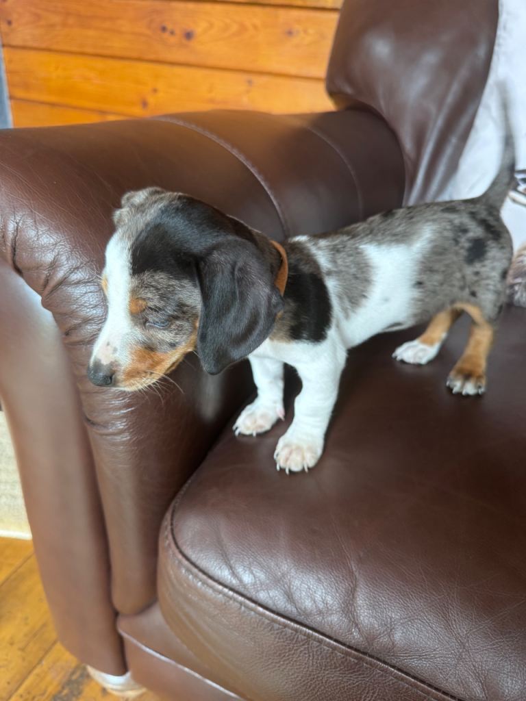 Dachshund puppies 