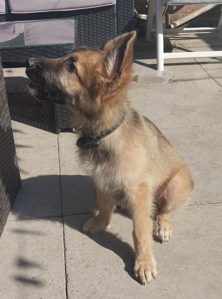 Puppy Germany shepherd x 