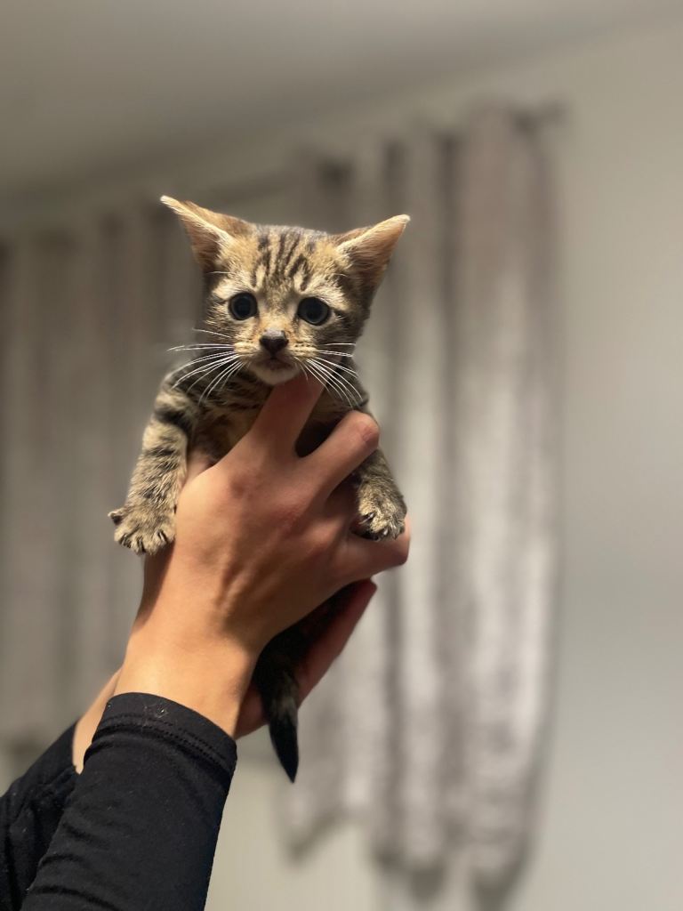 Beautiful most loving kittens for sale mixed colours 