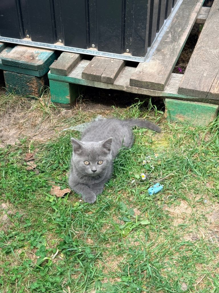 Baby British shorthair 