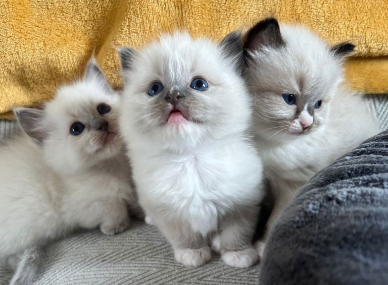 Gorgeous Ragdoll kittens 