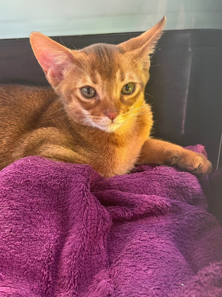3 month old Abyssinian girl kitten 