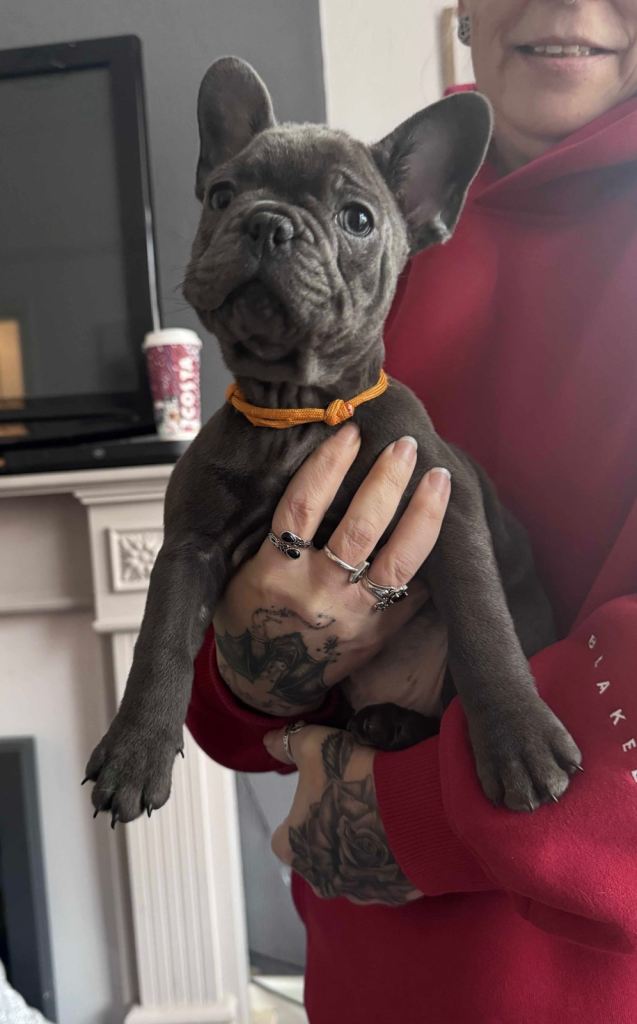 Two French bulldog boys 