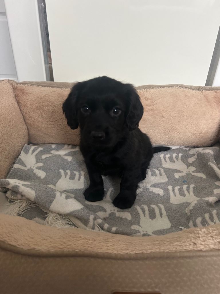Cocker spaniel puppies