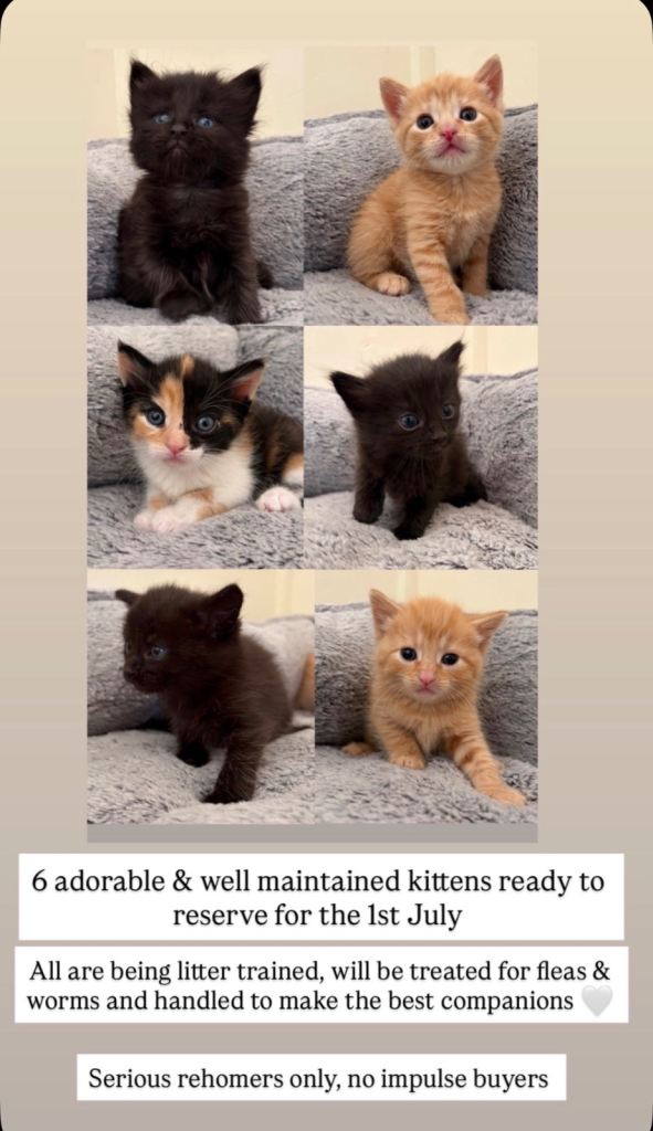 3 male kittens to reserve