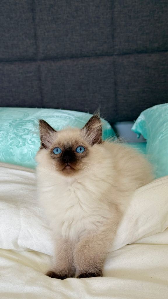 Pure Ragdoll Kitten Blue Eyes & Super Fluffy Coat