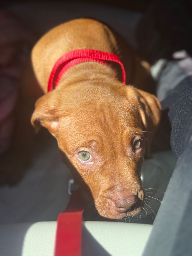 Girl puppy