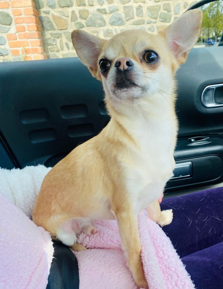 Stunning Smooth Coat Blonde Chihuahua 