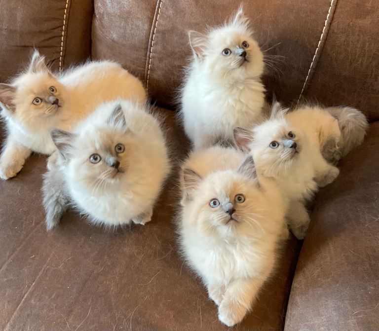 5 Beautiful purebred ragdoll kittens.1 boy sold. 1 girl sold.