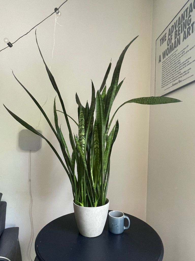 Massive Snake Plant / Sansevieria in Pot