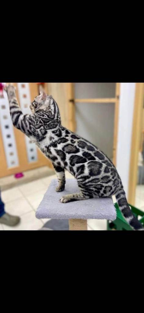  Outstanding Tica registered pure bengal kitten's