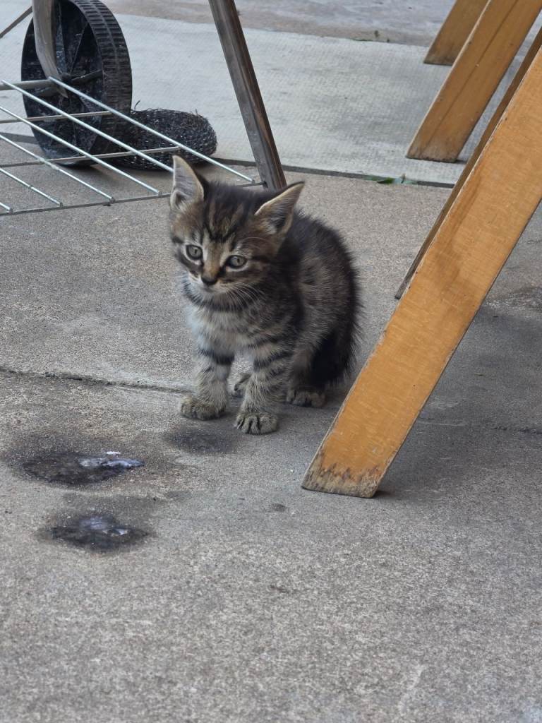 God cats