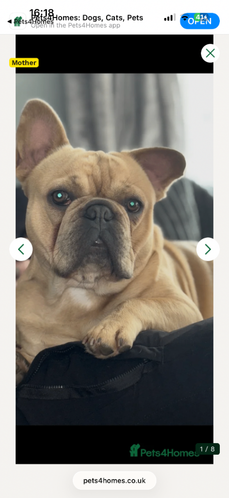 French Bulldog Male 