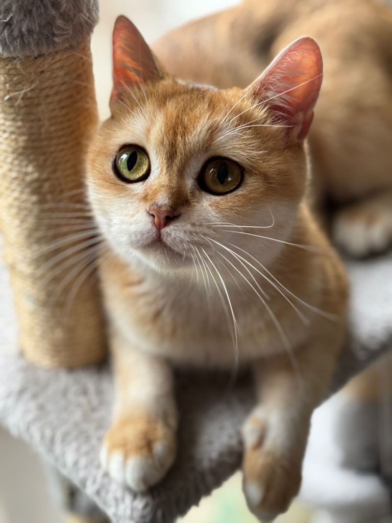 Golden  British short hair 