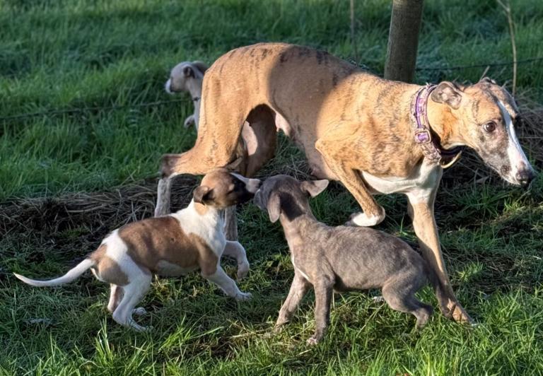 Outstanding litter of Whippet puppies