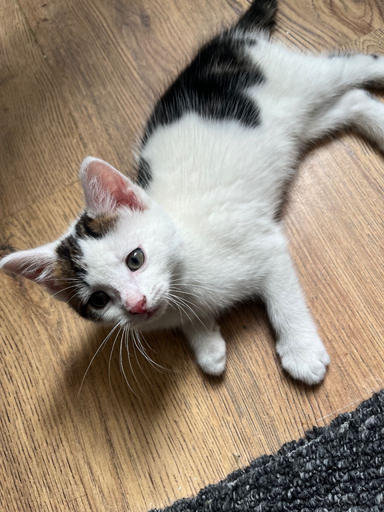 Adorable Kittens Looking for Their Forever Home! 🐾❤️