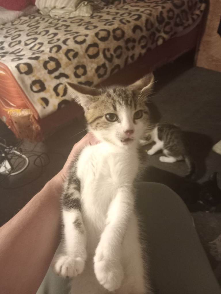 3 little kitten boys ready to go home